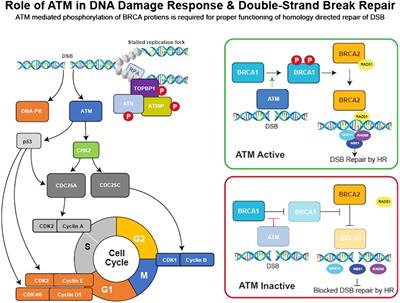 PARP inhibitor synthetic lethality in ATM biallelic mutant cancer cell lines is associated with BRCA1/2 and RAD51 downregulation